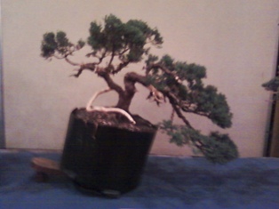 Member Tree  -  J. Roth 8 2010